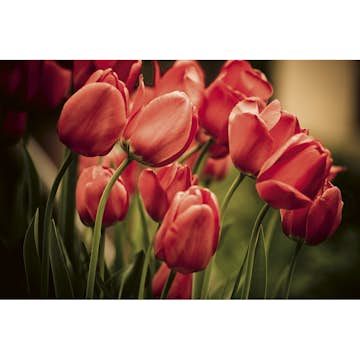 Tapet Dimex Red Tulips