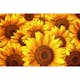 Tapet Dimex Helianthus