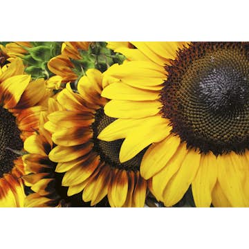 Tapet Dimex Sunflowers 1
