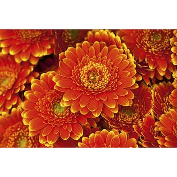 Tapet Dimex Gerbera