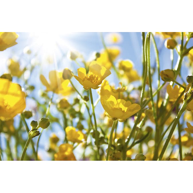 Tapet Dimex Yellow Flowers
