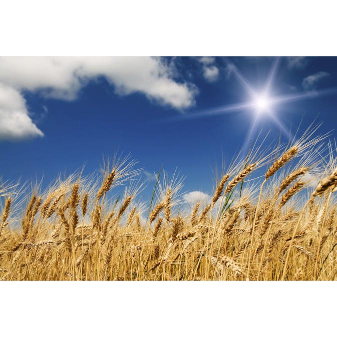 Tapet Dimex Wheat Field