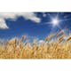 Tapet Dimex Wheat Field