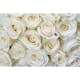 Tapet Dimex White Roses