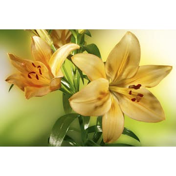 Tapet Dimex Lily