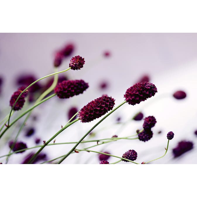 Tapet Dimex Floral Violet