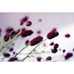 Tapet Dimex Floral Violet