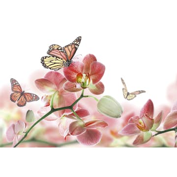 Tapet Dimex Orchids and Butterfly