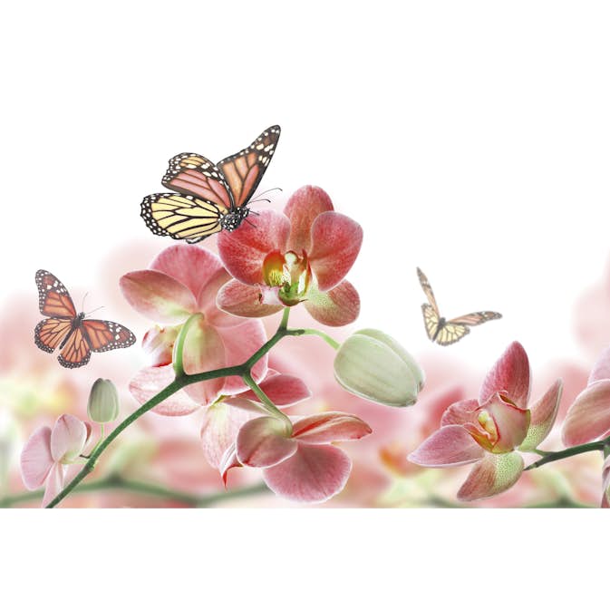 Tapet Dimex Orchids and Butterfly