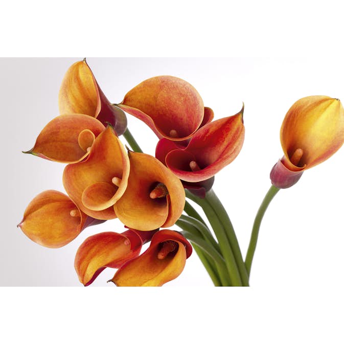 Tapet Dimex Calla