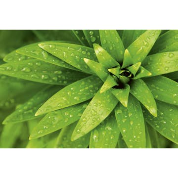 Tapet Dimex Fresh Foliage