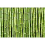 Tapet Dimex Bamboo