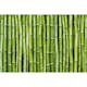 Tapet Dimex Bamboo