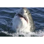 Tapet Dimex Shark