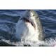 Tapet Dimex Shark