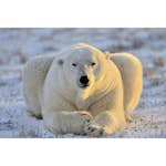Tapet Dimex Bear