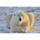 Tapet Dimex Bear