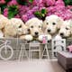 Tapet Dimex Labrador Puppies