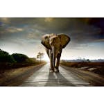Tapet Dimex Walking Elephant