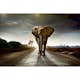 Tapet Dimex Walking Elephant