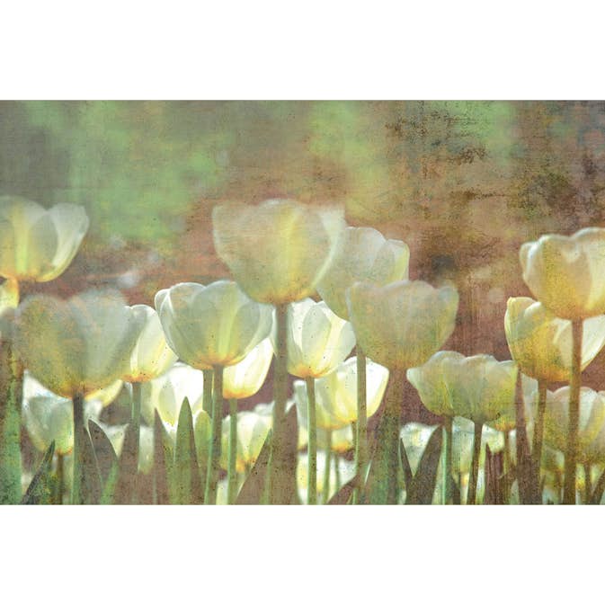 Fototapet Dimex White Tulips Abstract