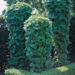 Klätterväxt Murgröna Omnia Garden 40-60 cm