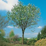 Näverhägg Omnia Garden Högstamsträd 300-400 cm, Frilandsodlad Alleträd, Vit Blomning