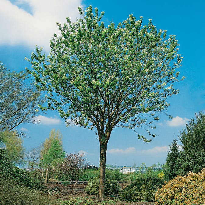 Näverhägg Omnia Garden Högstamsträd 300-400 cm, Frilandsodlad Alleträd, Vit Blomning