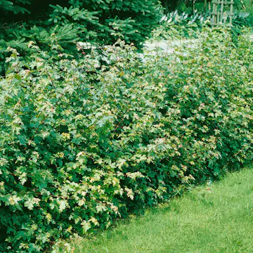 Buske Omnia Garden Naverlönn 50-80 cm