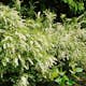 Buske Omnia Garden Norsk Brudspirea Grefsheim 30-50 cm