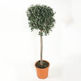 Olivträd Omnia Garden