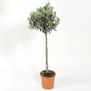 Olivträd Omnia Garden