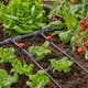 Micro-Drip Gardena Premiumpaket För Pallkrage med Vattenfördelare & Bevattningsdator