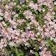 Paradisbuske Omnia Garden Solitär Prydnadsbuske Rosa Blomning 125-150 cm