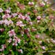 Paradisbuske Omnia Garden Solitär Prydnadsbuske Rosa Blomning 125-150 cm