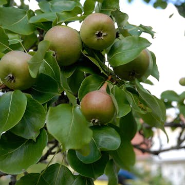 Päronträd Omnia Garden Augustipäron