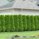 Häck Omnia Garden Häcktuja 50-80 cm