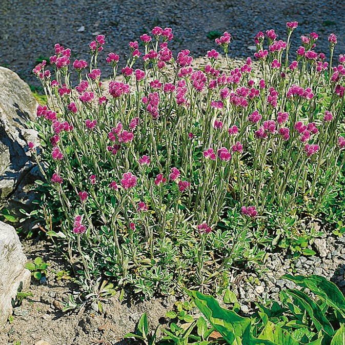 Perenn Omnia Garden Kattfot Rubra