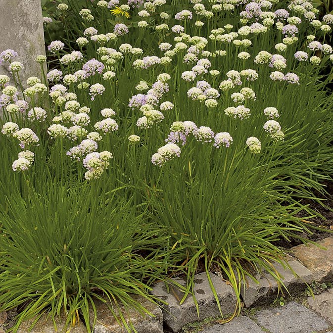 Perenn Omnia Garden Strandtrift Alba