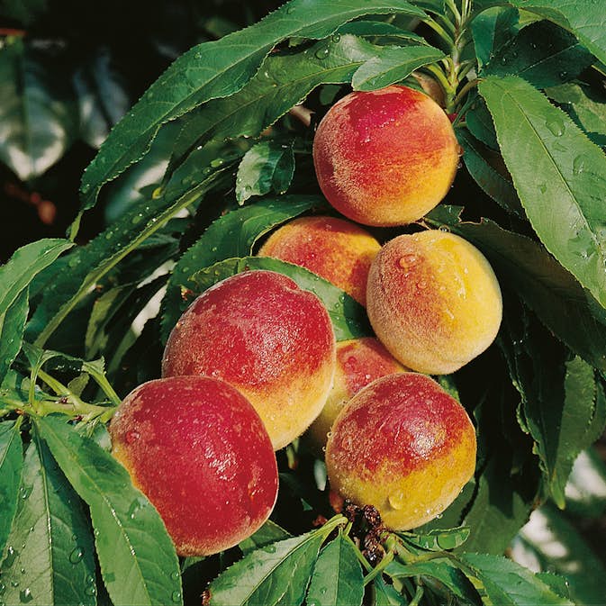 Persikoträd @Plant