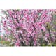Fruktträd Omnia Garden Persikoträd Frost-Resistent, Fullvuxen 2-4m