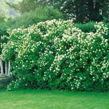 Buske Omnia Garden Småblommig Schersmin Mont Blanc 80-100 cm