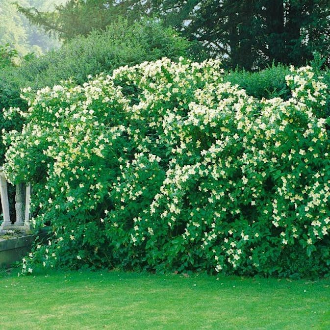 Smultronschermin Goliat 80-100 cm, 5 st