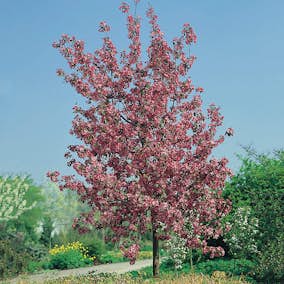 Prydnadsträd Apel Omnia Garden Rudolf, Solälskande & Väldränerad, 90-110 cm