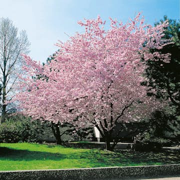 Prydnadsträd körsbär Omnia Garden 100-120 cm
