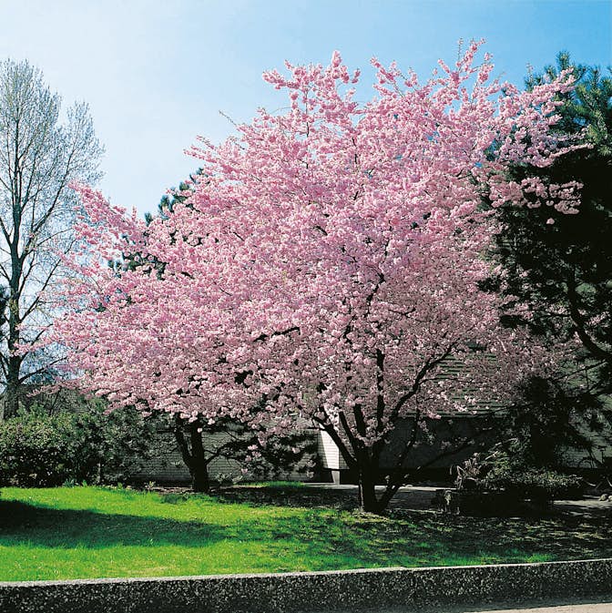 Prydnadskörsbär Omnia Garden Accolade, Rosa Blomning, 100-120 cm