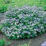 Prydnadsbuske Omnia Garden Purpurhortensia