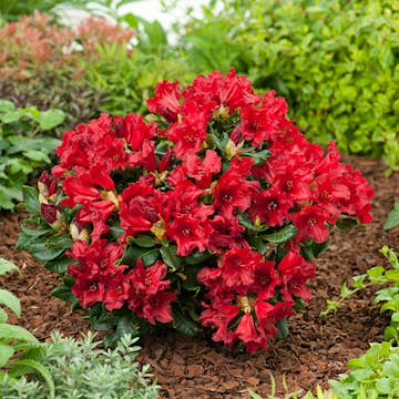 Rhododendron Omnia Garden Revalpros 15-20 cm