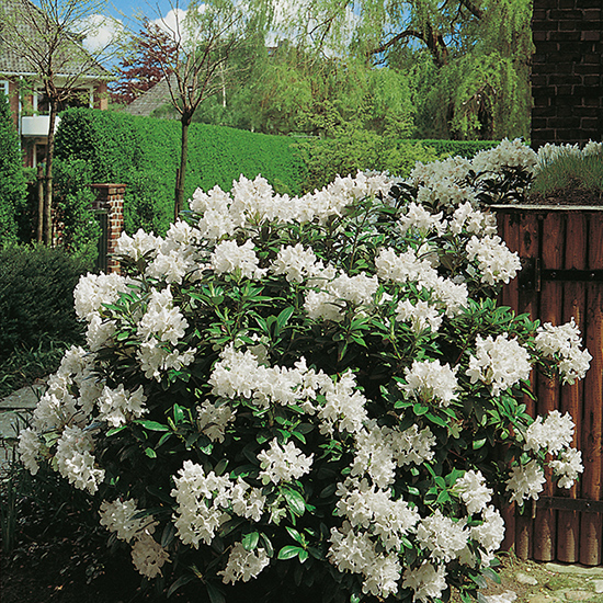 Rhododendron Omnia Garden Cunningham's White GTG24135P