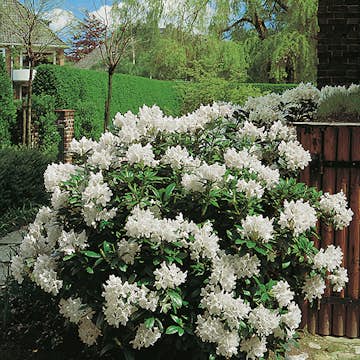 Rhododendron Omnia Garden Cunningham's White